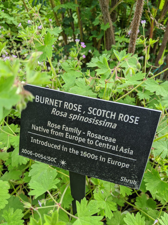 Rosa spinosissima Scotch Rose