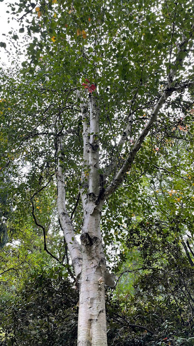 Woodland Scenics TR3531 Waters Edge Deciduous Trees .75" Light Bark 1.25" 8 